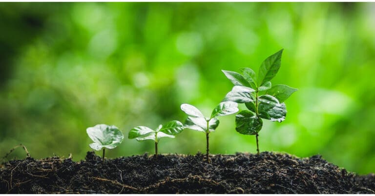 Image of plants sprouting, representing life transitions and personal growth.